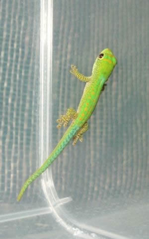 Phelsuma pasteuri